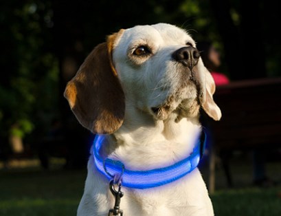 led lighting collar for dogs Liratech Europe